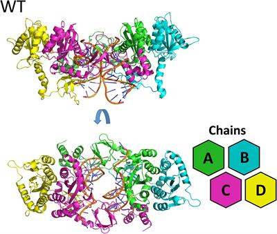 Evidence for Disruption of Mg2+ Pair as a Resistance Mechanism Against HIV-1 Integrase Strand Transfer Inhibitors